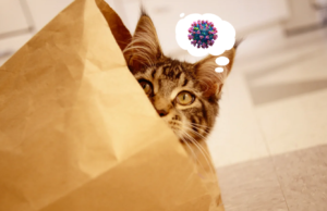 BOOM – Hoax Out of the Bag