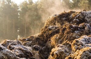 Attempting To Make Perfume From a Dung Heap