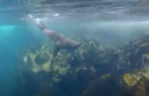 Satan, Part Two: Six Human-Nature Traits of the Oligarchs The fur seal of Australia -- see Animalogic's video below