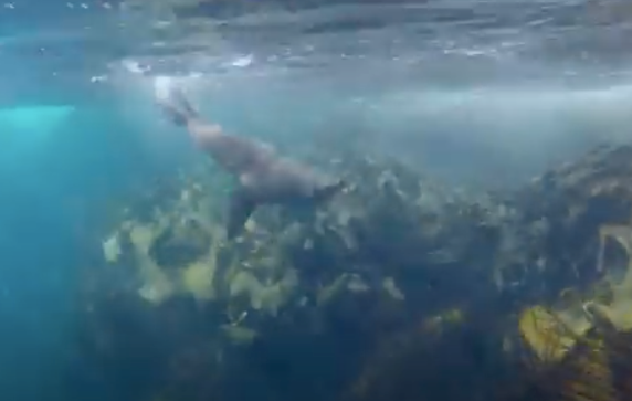 The fur seal of Australia -- see Animalogic's video below