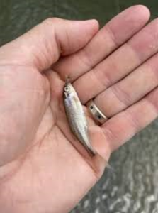 Your average minnow