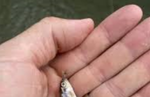 Your Right to Life Is Contingent on Three Factors, None of Them Divine Your average minnow