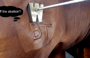 Branding Humanity into Code