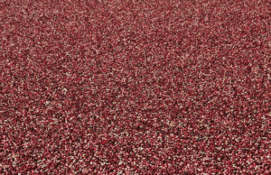 A Hypothetical Hypothesis Regarding Cruelty