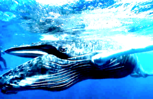 We Love You Big Brother