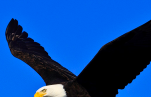 We Are in an Interregnum. Let’s look for a Helmsman